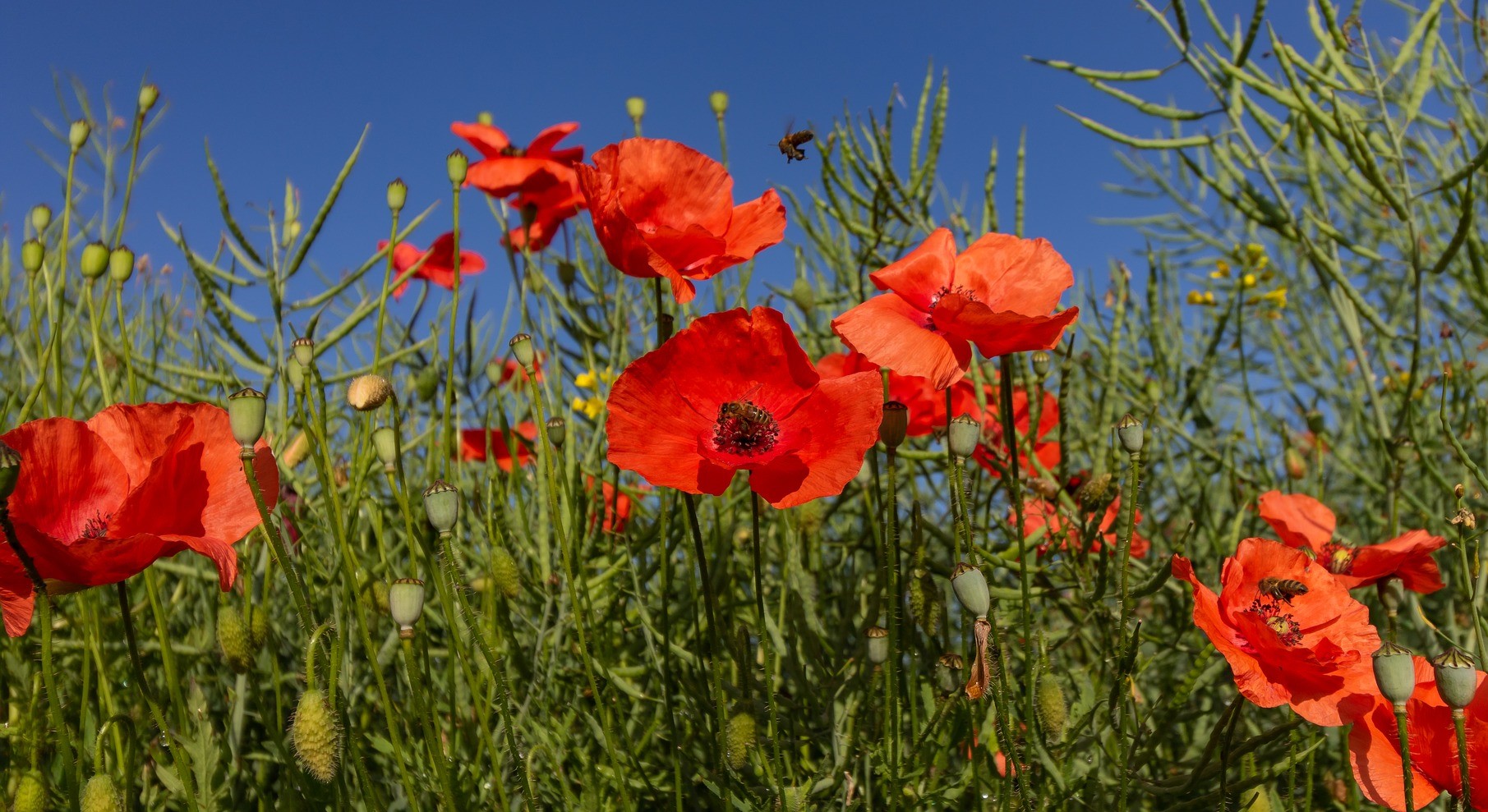 Où voulez-vous, que nos contemporains découvrent Dieu comme une expérience vivante, sinon à travers nous ? Action-coquelicots-contre-pesticides-934