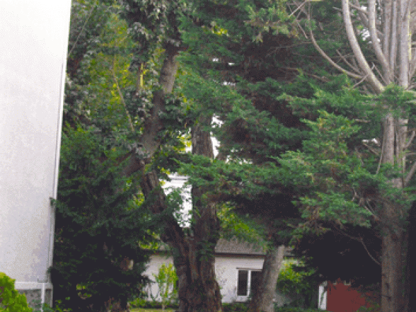 arbre  dfinir au 28 boulevard du Gnral de Gaulle villemomble